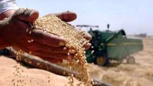 القمح في سوريا: التحديات والحلول لإعادة الاكتفاء الذاتي