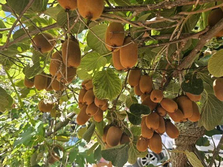 زراعة الكيوي في سوريا : تجربة ريف جبلة التي كسرت الزراعة التقليدية