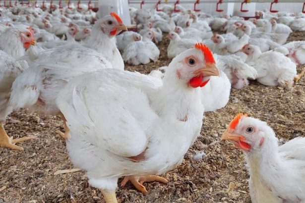 سوق الدواجن في القلمون يشهد استقراراً بفضل دعم وزارة الزراعة و المربين